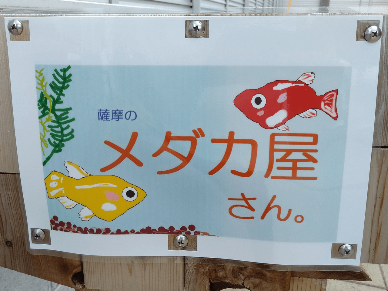 薩摩のメダカ屋さん。