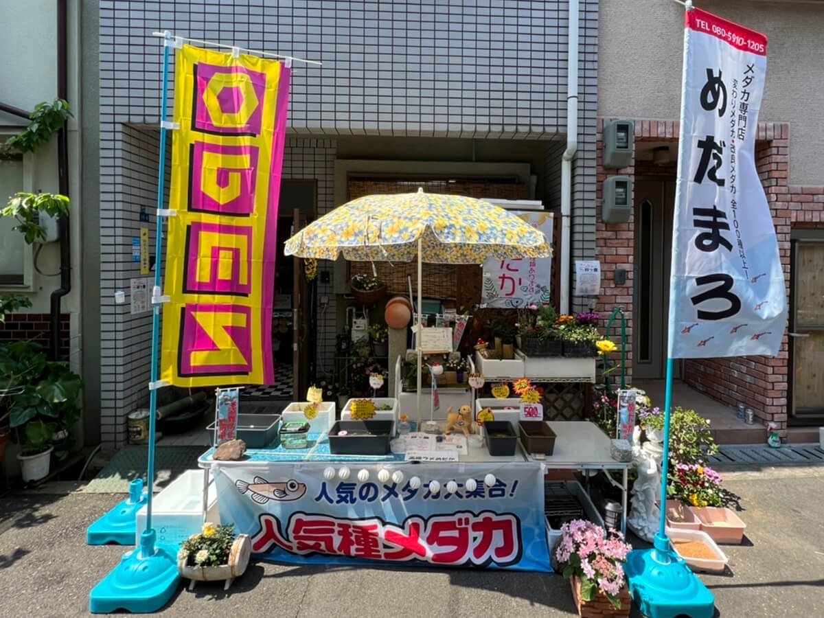 メダカ専門店めだまろ