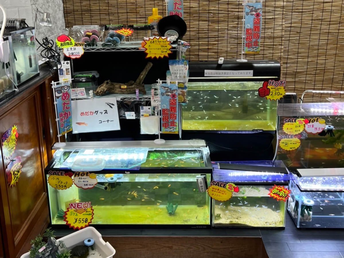 メダカ専門店めだまろ イメージ