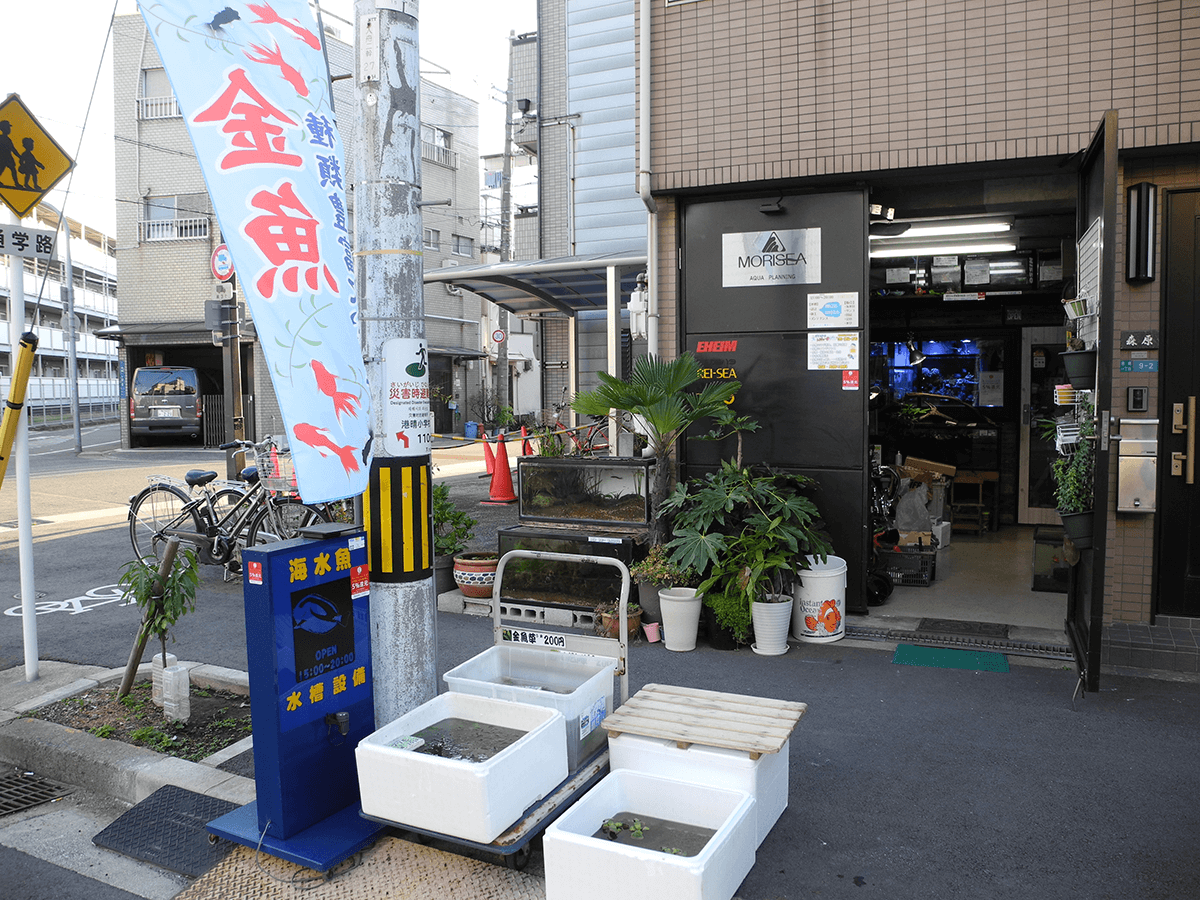 大阪 水草の専門店 販売店 一覧 水草専門のアクアショップ情報ならaqua Mart